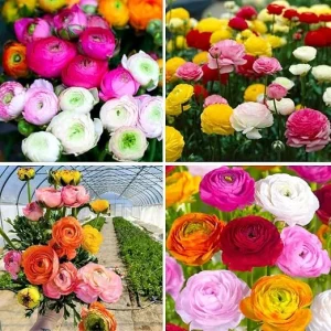 30 Ranunculus Bulbs - Mixed Colors - Fall Planting Corms for Vibrant Spring Blooms - Image 4
