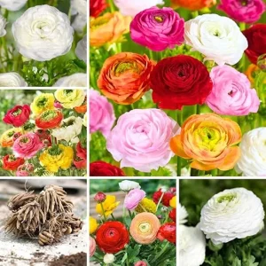 30 Ranunculus Bulbs - Mixed Colors for Spring & Fall Planting - Image 2
