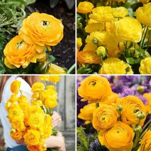 30 Ranunculus Bulbs – Yellow Corms for Spring Garden – Fall Planting - Image 1