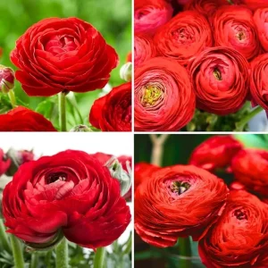 30 Red Ranunculus Bulbs for Fall Planting - Vibrant Spring Blooms - Image 6