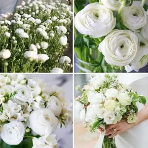 30 White Ranunculus Bulbs for Fall Planting - Vibrant Spring Blooms - Image 4