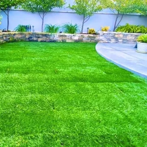 30000 Zoysia Grass Seeds for Hardy Lawn | Heat & Drought Tolerant - Image 6