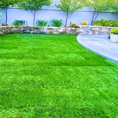 30000 Zoysia Grass Seeds for Hardy Lawn | Heat & Drought Tolerant - Image 7