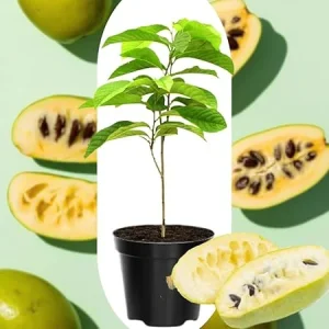 4 American Pawpaw Trees Live Plants, 1 Year Old Seedlings Bare Root, 6-15 Inches Tall, Hardy Asimina Triloba - Image 6