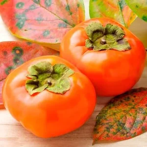 4 American Persimmon Trees Live Plants, 12-24