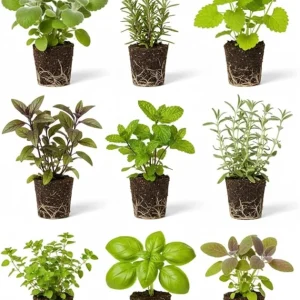4 Assorted Herb Plants Live Collection 3-6" Tall - Indoor & Outdoor Garden - Image 2