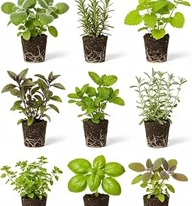 4 Assorted Herb Plants Live Collection 3-6