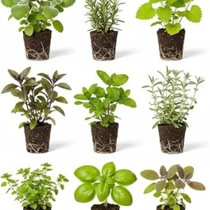 4 Assorted Herb Plants Live Collection 3-6" Tall - Indoor & Outdoor Garden - Image 1