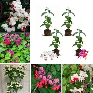 4 Bleeding Heart Live Plants, 4-7 Inch Tall, Perennial Shade Flowers, USDA Zones 3-9 - Image 2