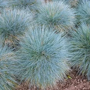 4 Blue Fescue Grass Plants, Well-Rooted, Perennial Ornamental Grass, 4-8 Inch Tall, Outdoor - Image 3
