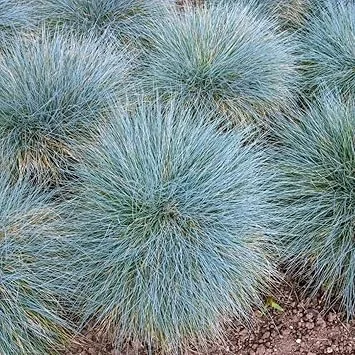4 Blue Fescue Grass Plants, Well-Rooted, Perennial Ornamental Grass, 4-8 Inch Tall, Outdoor - Image 4