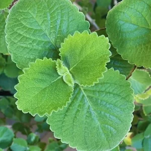 4 Cuban Oregano Live Plants, 5-7" Tall - Mexican Mint Spanish Thyme, Well Rooted - Image 1