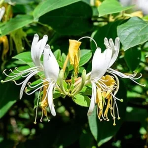 4 Honeysuckle Live Plants - 8-12 Inch Dormant Bare Root Fragrant Yellow White Bush, Outdoor - Image 4