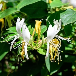 4 Honeysuckle Live Plants - 8-12 Inch Dormant Bare Root Fragrant Yellow White Bush, Outdoor - Image 7