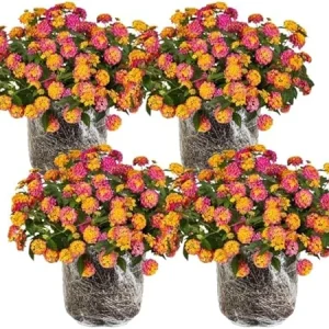 4 Lantana Live Plants, Pink Orange Yellow, 4-7 Inches Tall, Hardy Annual Flower, Outdoor - Image 5