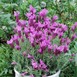 4 Lavender Live Starter Plants 4-6" Tall – Hardy Perennial for Garden - Image 2