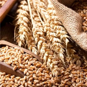 4 Lb Rye Grass Seeds for Lawn & Cover Crop - Fast Growing Cool Season Grass - Image 4