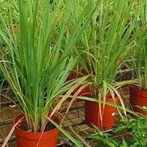 4 Lemongrass Live Plants - 10 Inches Tall, Well-Rooted Herb Plant for Garden - Image 6