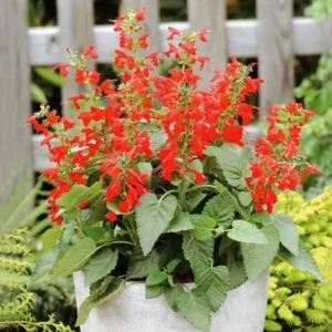 4 Mexican Salvia Sage Live Plants, 4-6