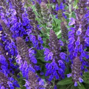 4 Mexican Salvia Sage Live Plants, 4-6