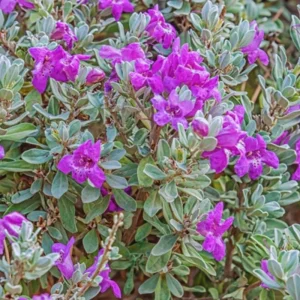 4 Mexican Salvia Sage Live Plants, 4-6