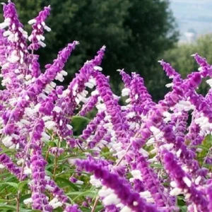 4 Mexican Salvia Sage Live Plants, 4-6