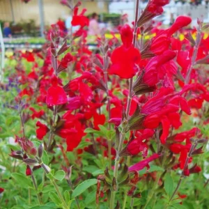 4 Mexican Salvia Sage Live Plants, 4-6" Tall, Fast Growing Perennial Shrubs - Image 2