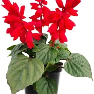 4 Mexican Salvia Sage Live Plants, 4-6