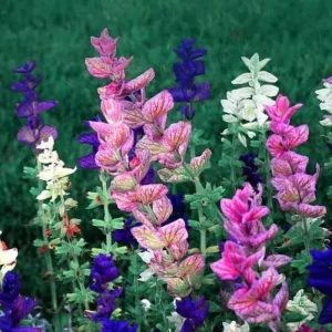 4 Mexican Salvia Sage Live Plants, 4-6" Tall, Fast Growing Perennial Shrubs - Image 1