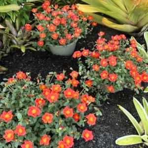 4 Mix Moss Rose Live Plants, Portulaca Ground Cover Flowers, 4-6 Inch Tall - Image 1