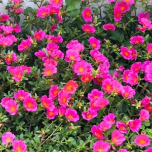 4 Mix Moss Rose Live Plants, Portulaca Ground Cover Flowers, 4-6 Inch Tall - Image 6