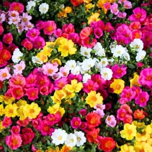 4 Mix Moss Rose Live Plants, Portulaca Ground Cover Flowers, 4-6 Inch Tall - Image 8