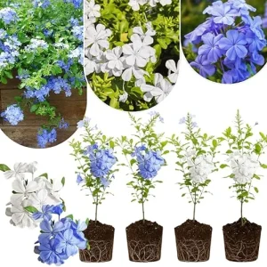 4 Mix Plumbago Live Plants, 4-7 inches Tall, Tropical White Flowering Shrub - Image 2