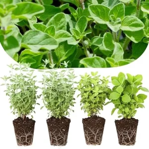 4 Mixed Oregano Live Plants, 4-6 Inches Tall, Culinary Herb for Indoor/Outdoor - Image 6