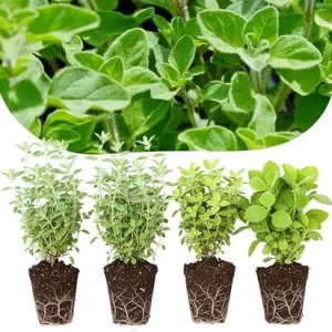 4 Mixed Oregano Live Plants, 4-6 Inches Tall, Culinary Herb for Indoor/Outdoor - Image 1