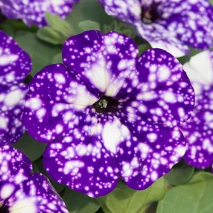 4 Mixed Sky Petunia Live Plants - Trailing Bicolor Flowers, 3-6