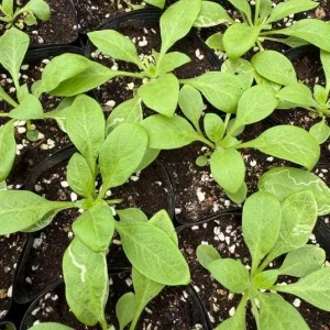 4 Mixed Sky Petunia Live Plants - Trailing Bicolor Flowers, 3-6