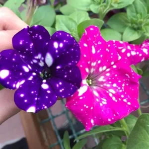 4 Mixed Sky Petunia Live Plants - Trailing Bicolor Flowers, 3-6