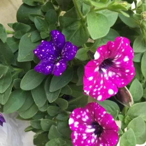 4 Mixed Sky Petunia Live Plants - Trailing Bicolor Flowers, 3-6