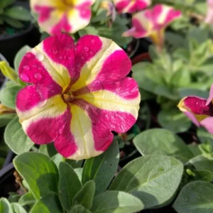 4 Mixed Sky Petunia Live Plants - Trailing Bicolor Flowers, 3-6