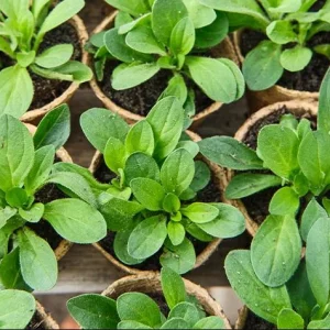 4 Night Sky Petunia Live Plants - Trailing Bicolor Blue Flowers, 3-6