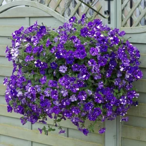 4 Night Sky Petunia Live Plants - Trailing Bicolor Blue Flowers, 3-6