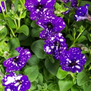 4 Night Sky Petunia Live Plants - Trailing Bicolor Blue Flowers, 3-6