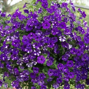 4 Night Sky Petunia Live Plants - Trailing Bicolor Blue Flowers, 3-6
