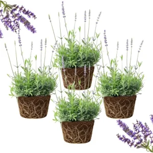 4 Provence Lavender Live Plants - Cold Hardy, Fragrant Perennial Herb, 4-8 Inch Tall - Image 4
