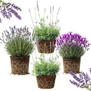 4 Provence Lavender Live Plants - Cold Hardy, Fragrant Perennial Herb, 4-8 Inch Tall - Image 1