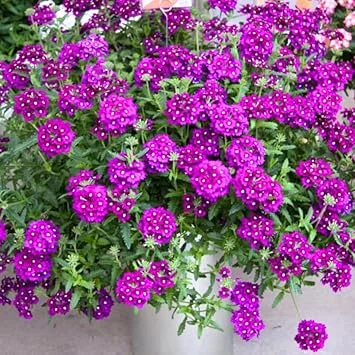 4 Purple Verbena Live Plants - 4-8" Tall, Hardy Perennial Groundcover - Image 3