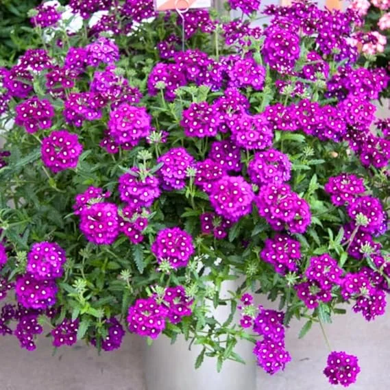 4 Purple Verbena Live Plants - 4-8" Tall, Hardy Perennial Groundcover - Image 4
