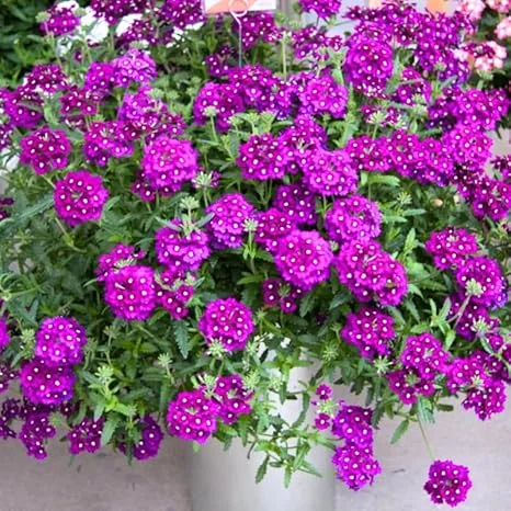 4 Purple Verbena Live Plants - 4-8" Tall, Hardy Perennial Groundcover - Image 7