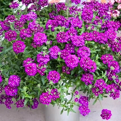 4 Purple Verbena Live Plants - 4-8" Tall, Hardy Perennial Groundcover - Image 1